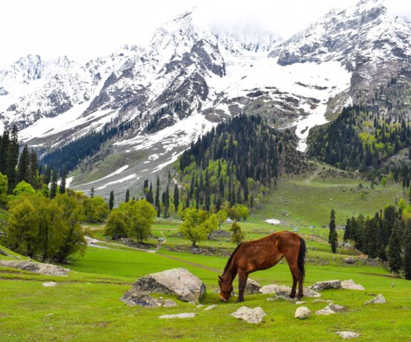 Amazing Kashmir Tour