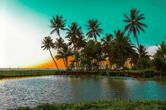 God’s Own Country Jewel: Ultimate 5-Day Kochi, Munnar & Alleppey Tour